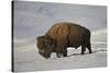 Bison (Bison Bison) Bull in the Snow-James Hager-Stretched Canvas