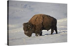 Bison (Bison Bison) Bull in the Snow-James Hager-Stretched Canvas