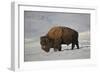 Bison (Bison Bison) Bull in the Snow-James Hager-Framed Photographic Print