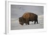 Bison (Bison Bison) Bull in the Snow-James Hager-Framed Photographic Print