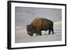 Bison (Bison Bison) Bull in the Snow-James Hager-Framed Photographic Print