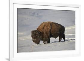 Bison (Bison Bison) Bull in the Snow-James Hager-Framed Photographic Print