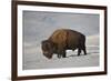 Bison (Bison Bison) Bull in the Snow-James Hager-Framed Photographic Print