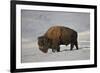 Bison (Bison Bison) Bull in the Snow-James Hager-Framed Photographic Print