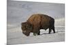 Bison (Bison Bison) Bull in the Snow-James Hager-Mounted Photographic Print
