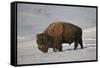 Bison (Bison Bison) Bull in the Snow-James Hager-Framed Stretched Canvas