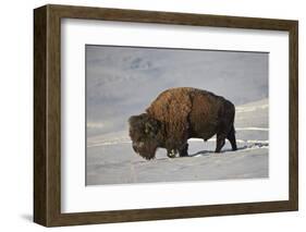 Bison (Bison Bison) Bull in the Snow-James Hager-Framed Photographic Print