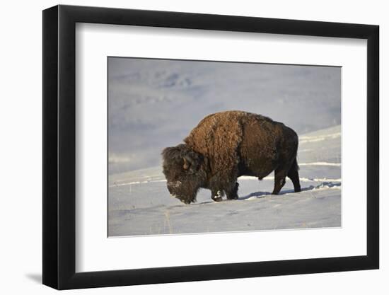 Bison (Bison Bison) Bull in the Snow-James Hager-Framed Photographic Print