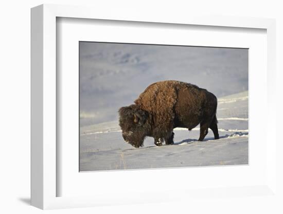 Bison (Bison Bison) Bull in the Snow-James Hager-Framed Photographic Print