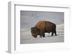 Bison (Bison Bison) Bull in the Snow-James Hager-Framed Photographic Print