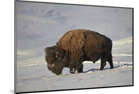 Bison (Bison Bison) Bull in the Snow-James Hager-Mounted Photographic Print