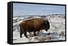 Bison (Bison Bison) Bull in the Winter-James Hager-Framed Stretched Canvas