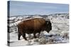 Bison (Bison Bison) Bull in the Winter-James Hager-Stretched Canvas