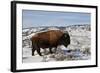 Bison (Bison Bison) Bull in the Winter-James Hager-Framed Photographic Print