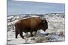 Bison (Bison Bison) Bull in the Winter-James Hager-Mounted Photographic Print