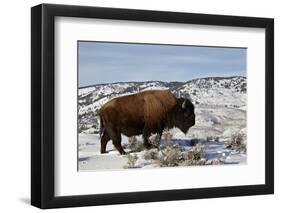 Bison (Bison Bison) Bull in the Winter-James Hager-Framed Photographic Print