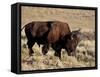 Bison (Bison Bison) Bull, Yellowstone National Park, Wyoming, USA, North America-James Hager-Framed Stretched Canvas