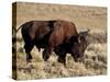 Bison (Bison Bison) Bull, Yellowstone National Park, Wyoming, USA, North America-James Hager-Stretched Canvas