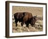 Bison (Bison Bison) Bull, Yellowstone National Park, Wyoming, USA, North America-James Hager-Framed Photographic Print