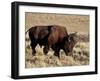 Bison (Bison Bison) Bull, Yellowstone National Park, Wyoming, USA, North America-James Hager-Framed Photographic Print