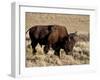 Bison (Bison Bison) Bull, Yellowstone National Park, Wyoming, USA, North America-James Hager-Framed Photographic Print