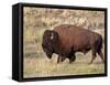 Bison (Bison Bison) Bull, Yellowstone National Park, Wyoming, USA, North America-James Hager-Framed Stretched Canvas