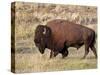 Bison (Bison Bison) Bull, Yellowstone National Park, Wyoming, USA, North America-James Hager-Stretched Canvas