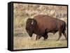 Bison (Bison Bison) Bull, Yellowstone National Park, Wyoming, USA, North America-James Hager-Framed Stretched Canvas