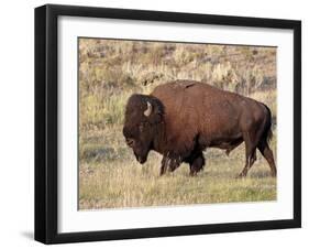 Bison (Bison Bison) Bull, Yellowstone National Park, Wyoming, USA, North America-James Hager-Framed Photographic Print