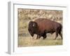 Bison (Bison Bison) Bull, Yellowstone National Park, Wyoming, USA, North America-James Hager-Framed Photographic Print