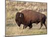 Bison (Bison Bison) Bull, Yellowstone National Park, Wyoming, USA, North America-James Hager-Mounted Photographic Print