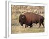 Bison (Bison Bison) Bull, Yellowstone National Park, Wyoming, USA, North America-James Hager-Framed Photographic Print