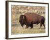 Bison (Bison Bison) Bull, Yellowstone National Park, Wyoming, USA, North America-James Hager-Framed Photographic Print