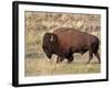 Bison (Bison Bison) Bull, Yellowstone National Park, Wyoming, USA, North America-James Hager-Framed Photographic Print