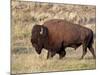 Bison (Bison Bison) Bull, Yellowstone National Park, Wyoming, USA, North America-James Hager-Mounted Photographic Print