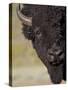 Bison (Bison Bison) Bull, Yellowstone National Park, Wyoming, USA, North America-James Hager-Stretched Canvas
