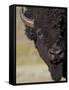 Bison (Bison Bison) Bull, Yellowstone National Park, Wyoming, USA, North America-James Hager-Framed Stretched Canvas
