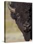 Bison (Bison Bison) Bull, Yellowstone National Park, Wyoming, USA, North America-James Hager-Stretched Canvas