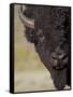 Bison (Bison Bison) Bull, Yellowstone National Park, Wyoming, USA, North America-James Hager-Framed Stretched Canvas