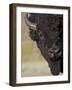 Bison (Bison Bison) Bull, Yellowstone National Park, Wyoming, USA, North America-James Hager-Framed Photographic Print