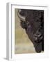 Bison (Bison Bison) Bull, Yellowstone National Park, Wyoming, USA, North America-James Hager-Framed Photographic Print