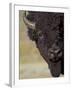 Bison (Bison Bison) Bull, Yellowstone National Park, Wyoming, USA, North America-James Hager-Framed Photographic Print