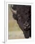 Bison (Bison Bison) Bull, Yellowstone National Park, Wyoming, USA, North America-James Hager-Framed Photographic Print