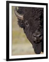 Bison (Bison Bison) Bull, Yellowstone National Park, Wyoming, USA, North America-James Hager-Framed Photographic Print