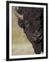 Bison (Bison Bison) Bull, Yellowstone National Park, Wyoming, USA, North America-James Hager-Framed Photographic Print