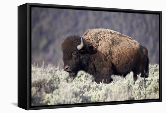 Bison (Bison Bison) Bull-James-Framed Stretched Canvas