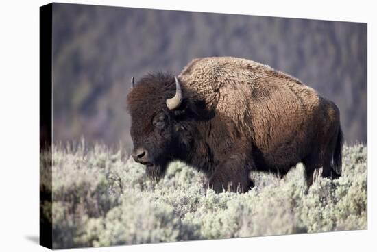 Bison (Bison Bison) Bull-James-Stretched Canvas