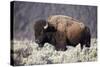 Bison (Bison Bison) Bull-James-Stretched Canvas