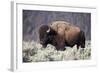 Bison (Bison Bison) Bull-James-Framed Photographic Print