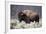 Bison (Bison Bison) Bull-James-Framed Photographic Print